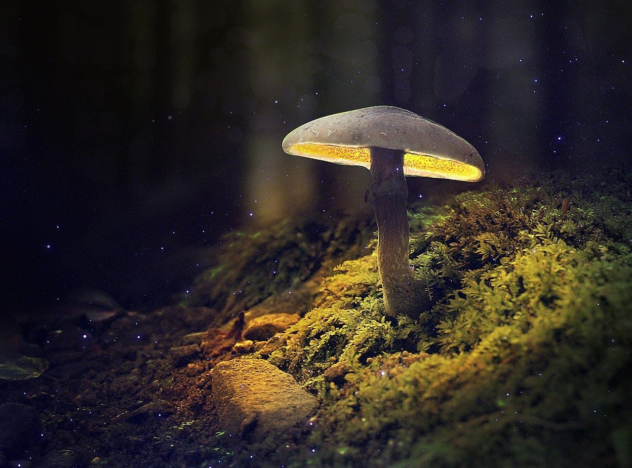 Forest mushroom glow